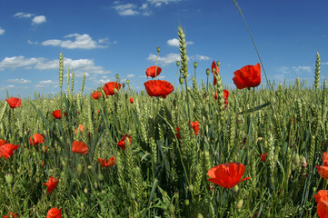 Obraz premium Maki na polu zboża, wyróżniające się z tłumu