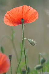 Isolated poppy with half of the petals gone...
