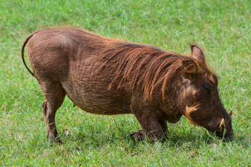 Warzenschwein frisst auf einer Wiese; Kidepo Valley National Park, Uganda