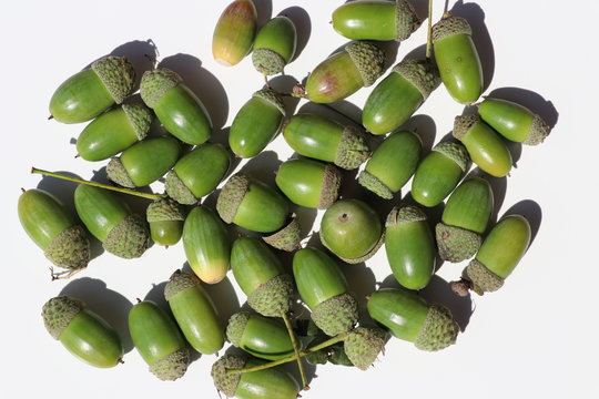 Gr&uuml;ne Eicheln - Eiche (Quercus)