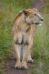 Naklejka na ściany i meble Weibliche Löwin in Graslandschaft in der Nahaufnahme 1; Kidepo Valley National Park, Uganda
