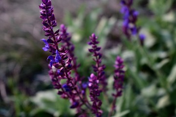 Obraz premium Lavender