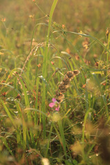 Brown, purple, yellow flowers in green and golden grass