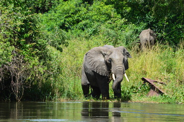 Elefant am Fluss 5; Murchison Falls National Park, Uganda