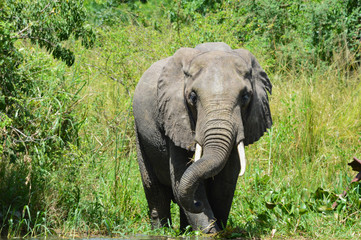Elefant am Fluss 4; Murchison Falls National Park, Uganda