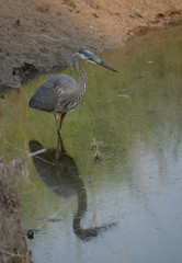 A Great Blue Heron Standing in Profile in the Yellowstone River.  Photographed with its Reflection