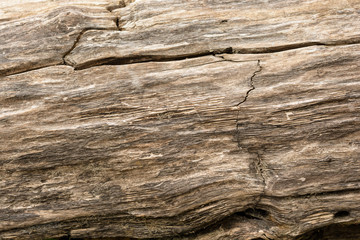 Surface of old cracked tree. Old natural wood background and texture.