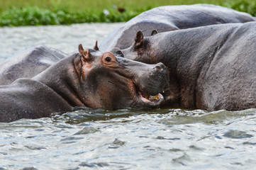 Herde von Flusspferden / Nilpferden im Wasser des Flusses Nil 1; Murchsion Falls National Park, Uganda