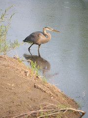 Great Blue Heron in the Water Next to the Shore. It is  Shown with Its Reflection