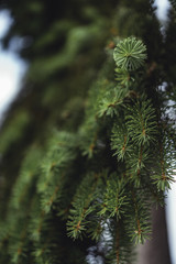 Moody Photo of the Spruce Branches in the Park  - Desaturated, Vintage Look