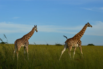 Naklejka na ściany i meble Zwei Giraffen laufen durch die Savanne; Uganda
