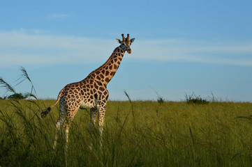 Giraffe in der Savanne; Uganda