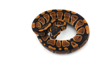 ball python isolated on white background
