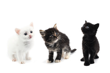 kitten isolated on white background