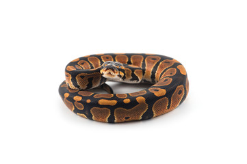 ball python isolated on white background