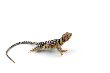 The common collared lizard isolated on white background