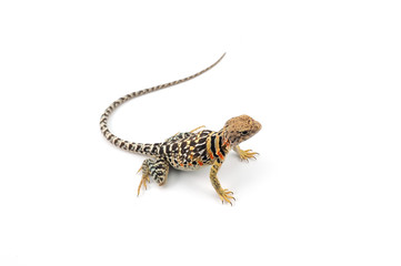 The common collared lizard isolated on white background