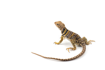 Naklejka premium The common collared lizard isolated on white background