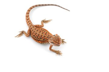 Bearded Dragon isolated on white background