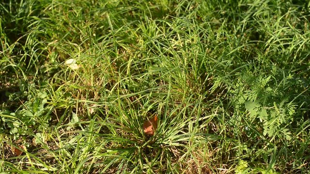 the wind picks up the grass