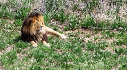 African lion resting in the grasslands.