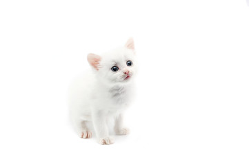 Fototapeta na wymiar White kitten isolated on white background