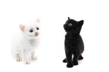 kitten isolated on white background