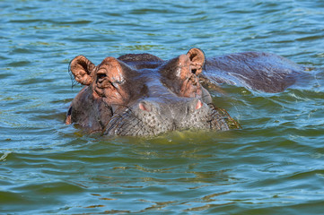 Nilpferdkopf mit Blickkontakt in Nahaufnahme 2; Murchison Falls National Park, Uganda