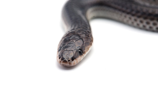  Sunbeam Snake Isolated On White Background