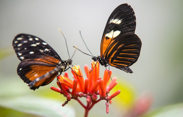 colorfull butterflies