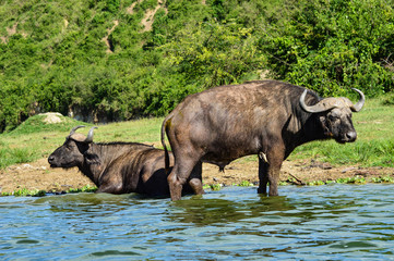 Zwei Wasserbüffel am Fluss; Murchsion Falls National Park, Uganda