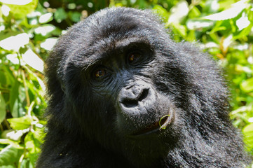 Obraz premium Berggorilla Gesicht Nahaufnahme 1; Bwindi Forest Impenetrable Forest National Park, Uganda