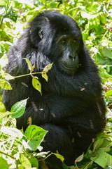 Fototapeta premium Berggorilla im Sitzen mit umschlungenen Armen; Bwindi Forest Impenetrable Forest National Park, Uganda