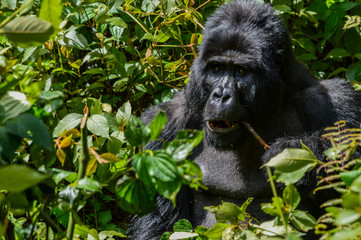 Silberrücken Berggorilla 1; Bwindi Forest Impenetrable Forest National Park, Uganda