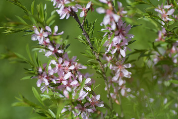 Blooming steppe almond (Prunus tenella). Natural plant background with pink flowers.