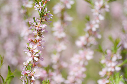 Blooming steppe almond (Prunus tenella). Natural plant background with pink flowers.