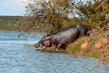 Verletztes Flusspferd / Nilpferd auf dem Weg ins Wasser 1; Murchsion Falls National Park, Uganda
