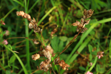 Brown plants at green background