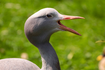 Paradieskranich