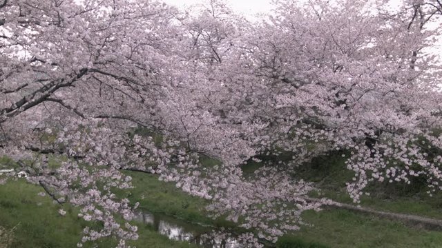 Peaceful cherry blossom trees overhanging small stream(50p)
