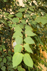 Kuchenbaum
