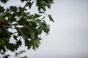 Tree leaves on blue sky background in Russia