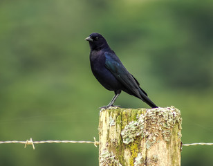 Molothrus bonariensis