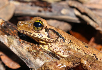Osteocephalus taurinus