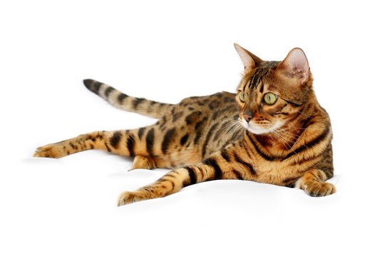 Bengal Katze liegend