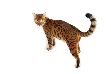 Begal Katze stehend
