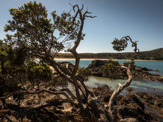 New Zealand Landscape