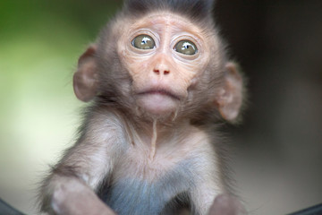 可愛いサル