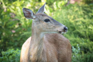 Black tailed deer looks to the side.