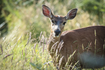 Black tailed deer behind tall weeds.